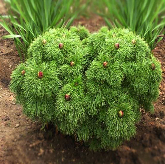 Как отличить похожие растения: полезные советы для садоводов