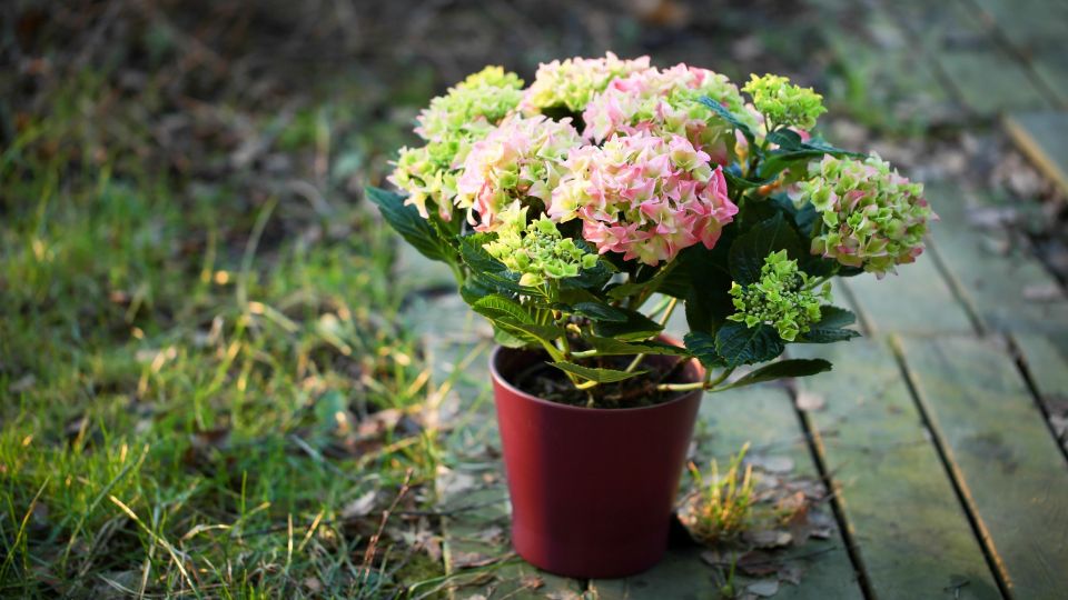 ������ ��� � ����� �������: � ����� ���������� ��������� ����� �������� ������ ����