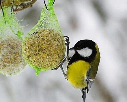 ������������ �����: ������� ���� � ������������ �������