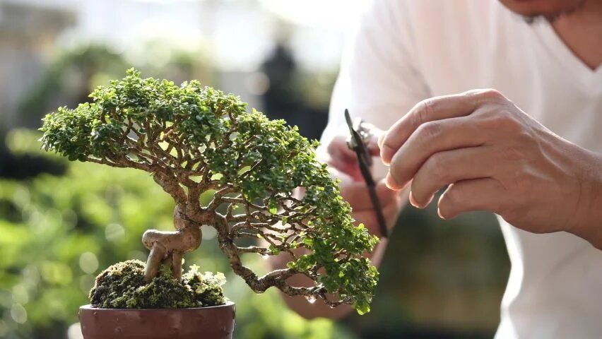 Тонкости создания бонсай: от выбора дерева до его ухода