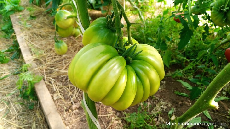 Необычные ребристые сорта томатов, которые впечатляют