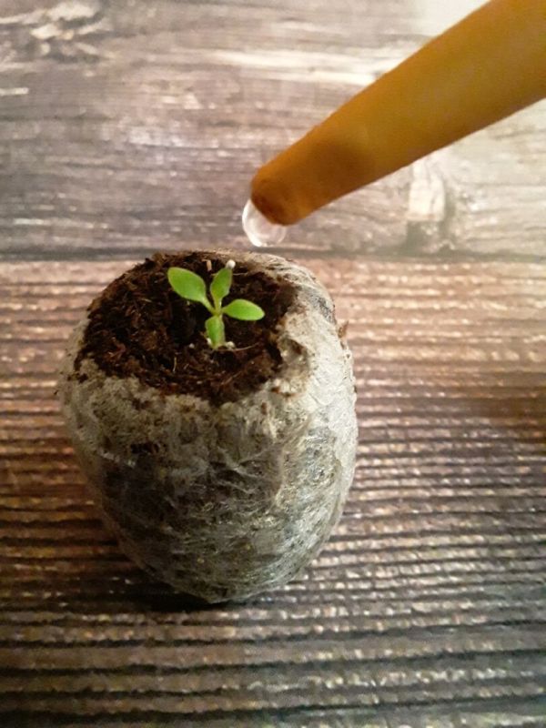 Декабрь в саду: природа продолжает радовать