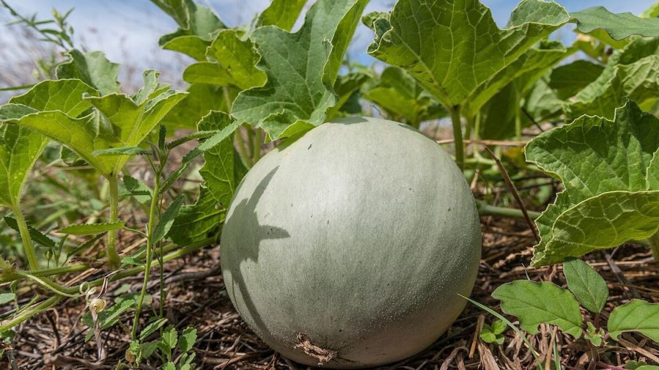 ��� ������� ��������� ����� ��� ������� ����: ������ ��� ���������