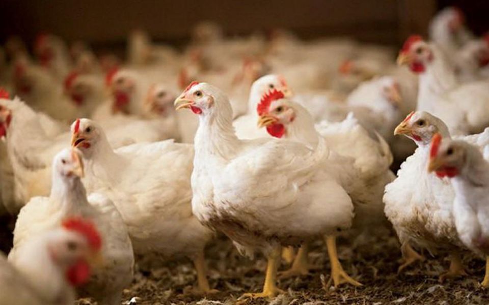 Мифы о гормонах: почему бройлеров не накормят химией?