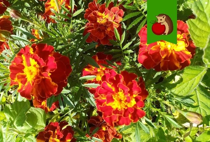 ��� �� ������� ������ �������� � ����� �������?