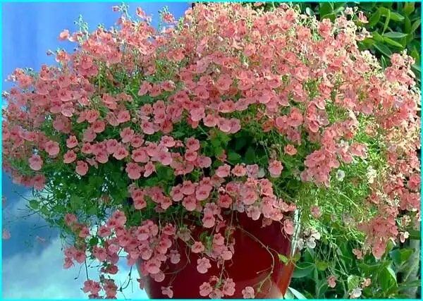 �������: ����������� ��������, ��������� ������� ��������