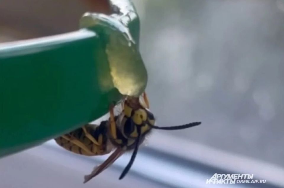 Оренбургские контрольные органы остановили незаконный экспорт меда в Узбекистан