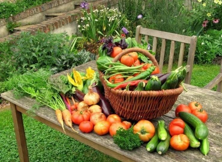 Натуральные микроудобрения: секреты успеха для вашего сада