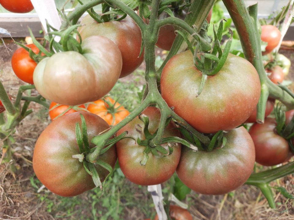 ������������ ������������� ������: ����� ��������� ��� ����������