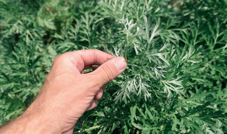 ������: ����������� ������� � ������ � ����������� �� �������