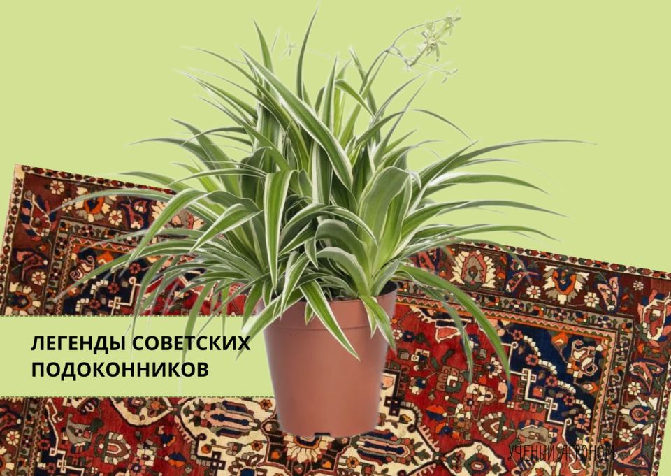 ����������: �� ���������� � �����