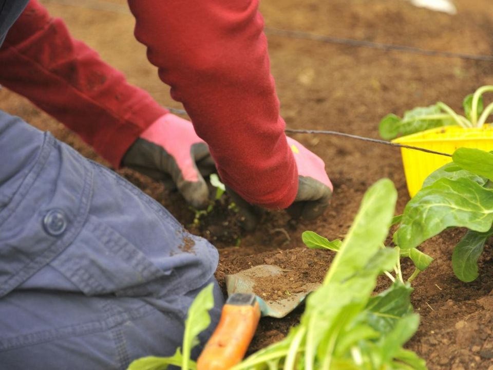 ��� ������ ������������ ������� �������� � �������: ������� ��������� �����������