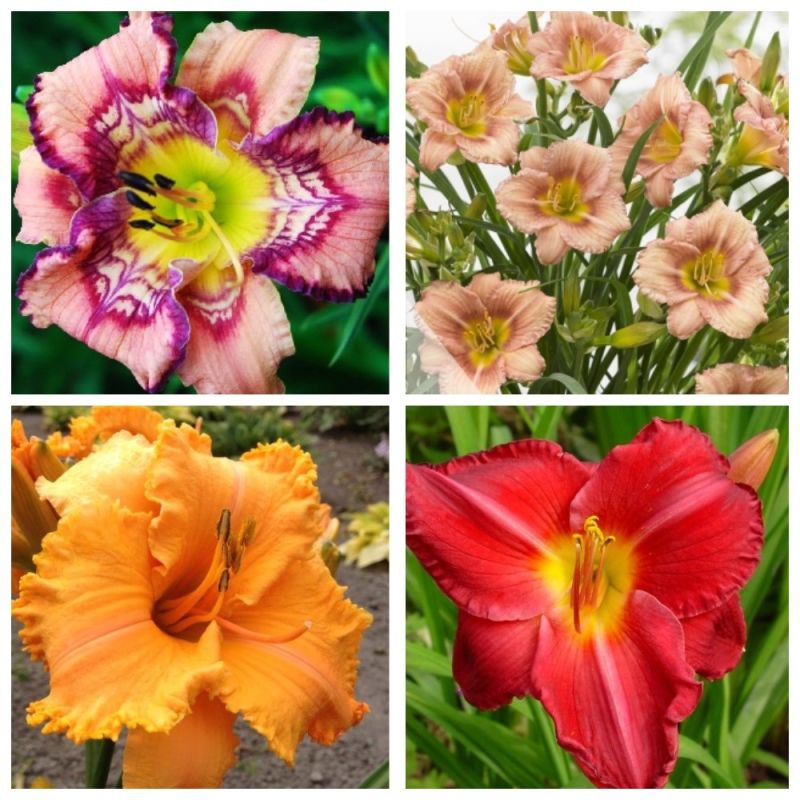 ���������: ��������� ����� ��� ������� ���������