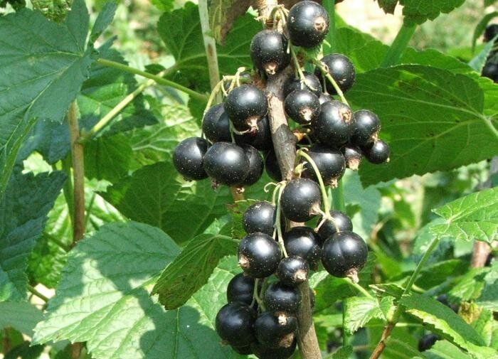 Как вернуть смородине жизнь и богатый урожай