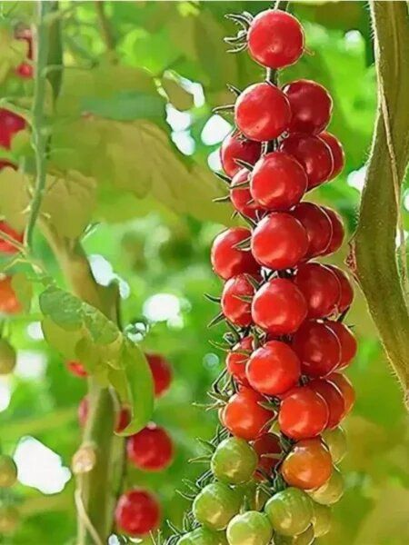 ����� ������� ����: ��������� ����� ��� ����������� � ���������