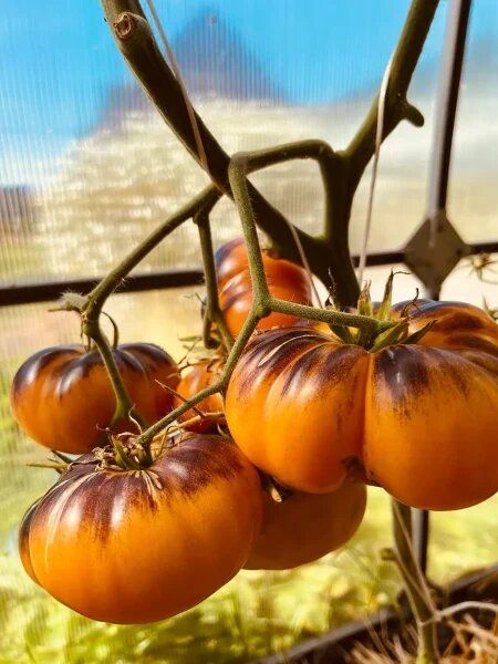 Томат, который покоряет: Afternoon Delight и его секреты