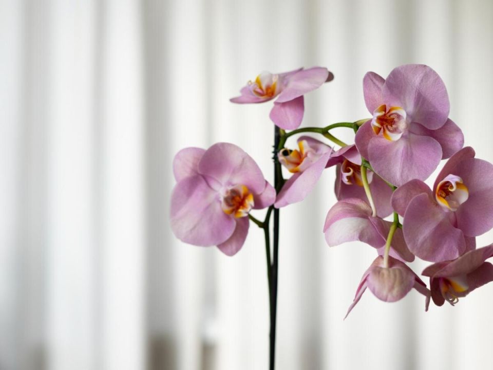 Правила пересадки орхидей: как не навредить растению