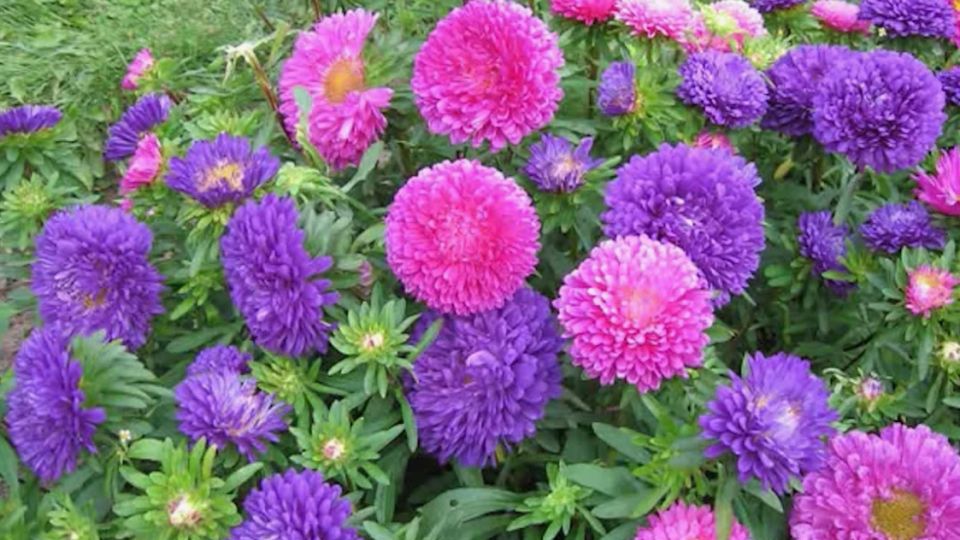 ��� ��������� ������� ����� ��� �����: ��� ��������� �������� ���������� ��������