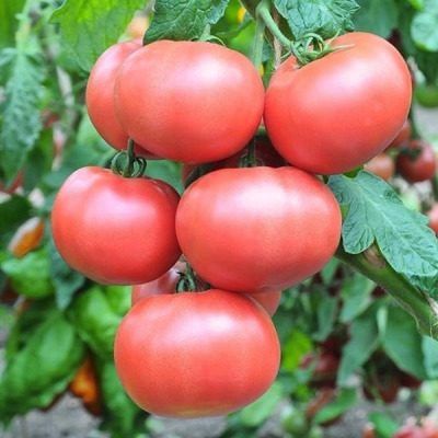 ����� ���� �����: ������� ������ �� ���� � ��������� ����� � ��������������������