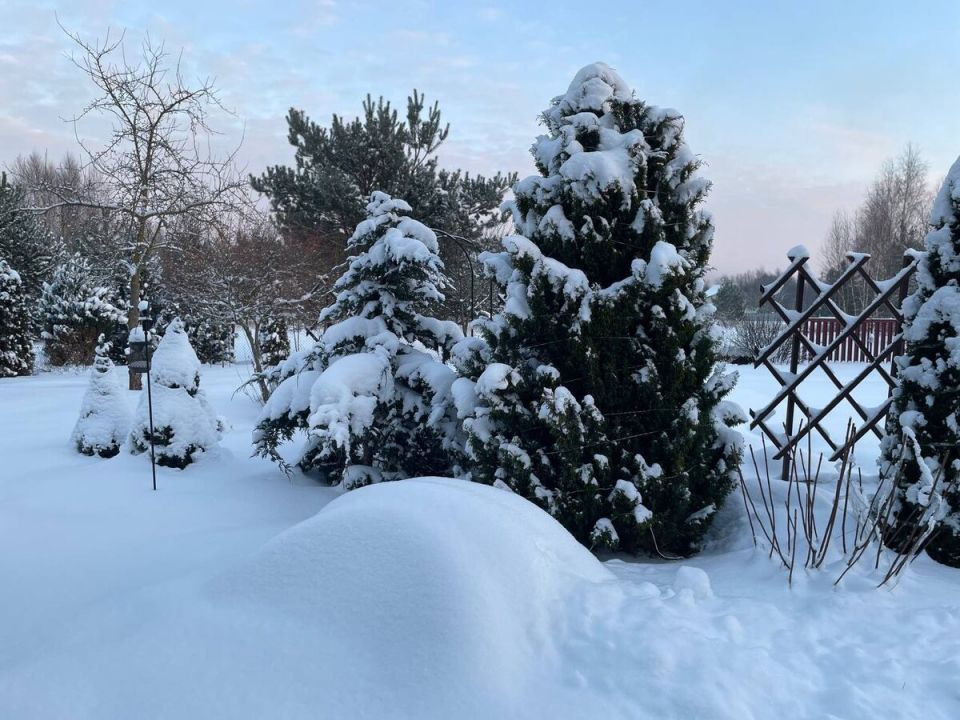 Осознанное стряхивание снега с хвойных: как избежать повреждений