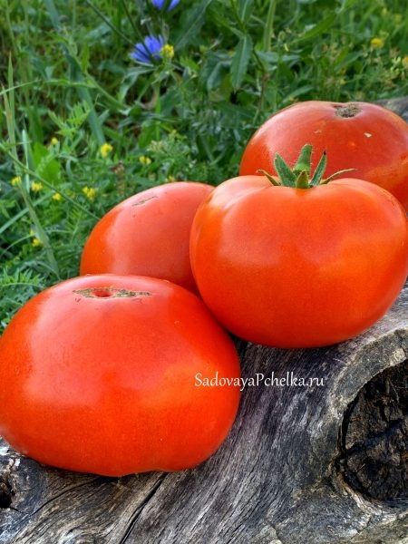 ����� �������������: ��������� ������� ��� ��������� �������