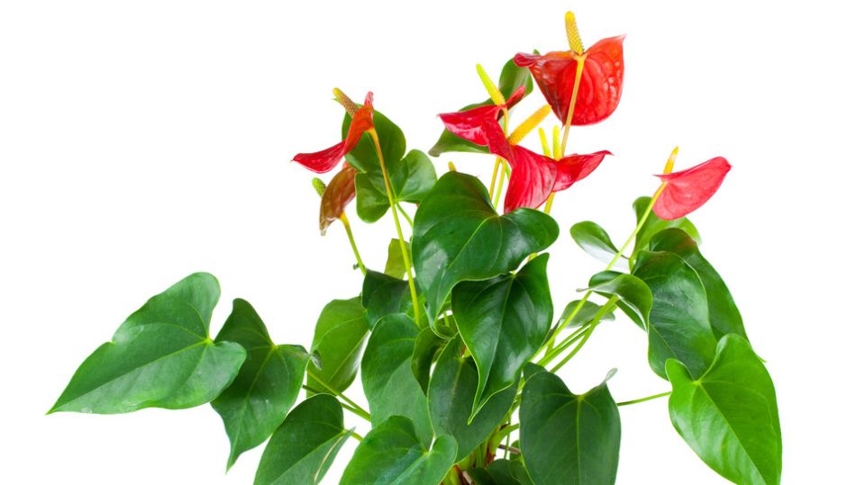 Наблюдение за антуриумом: как подсушивание подталкивает цветение