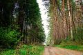 Смоленская область увеличила площадь новых лесов более чем на 2300 гектаров