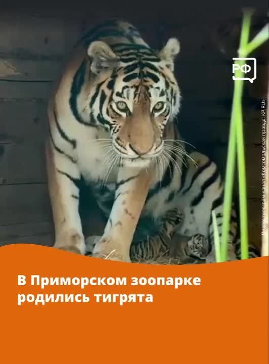      :         