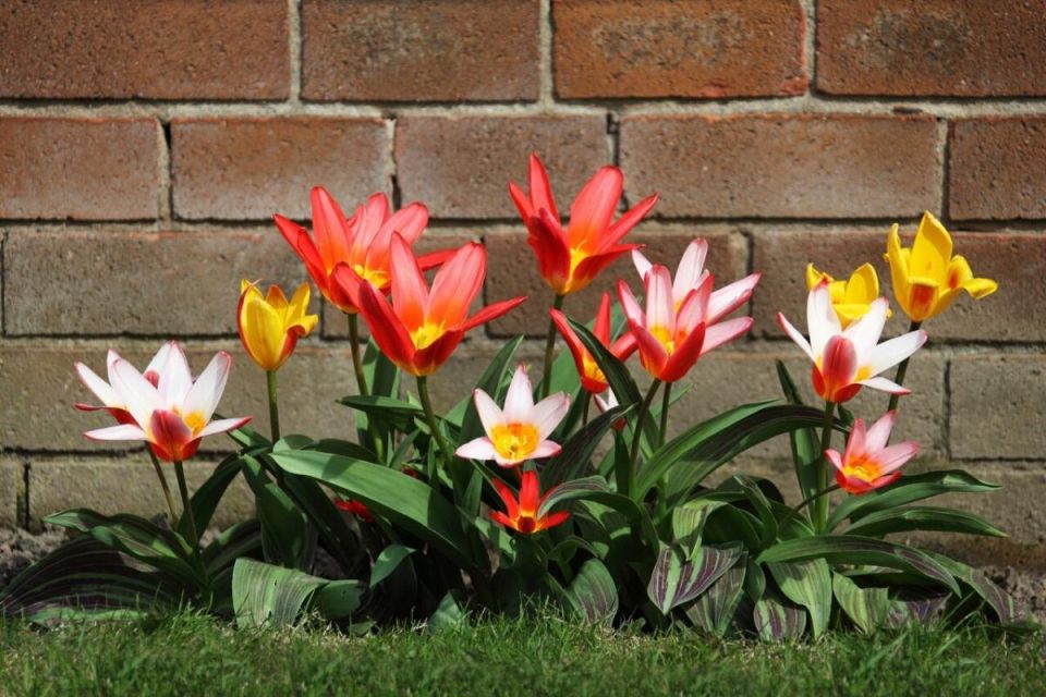  blooming tulips:     