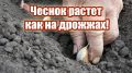 Как ранняя посадка чеснока приносит впечатляющие результаты