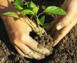 Когда и как пересаживать перец: секреты успешного роста