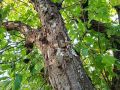 Мхи и лишайники на яблоне: как вернуть дереву здоровье и красоту