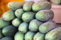 Огурец против капусты: какой овощ на самом деле полезнее и почему вы выбираете не тот