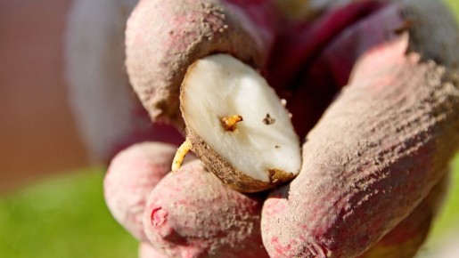 Эффективный метод борьбы с вредителями на огороде