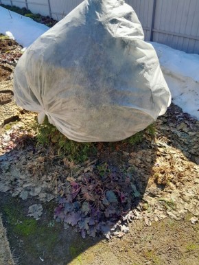 Как уберечь многолетники от весеннего иссушения: простые советы