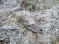 Как картон может стать вашим союзником в борьбе с сорняками