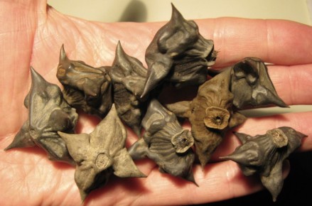 Чилим: Бунтарь водной стихии