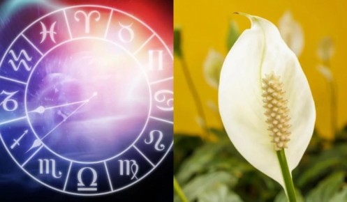 Комнатные растения по знакам Зодиака