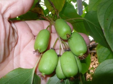 Актинидия коломикта: ягодная звезда с витаминами