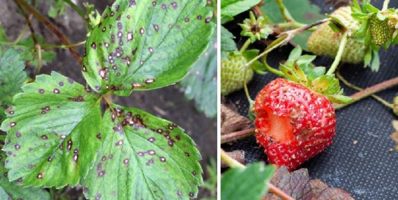 Как антракноз может угрожать вашему урожаю: советы по борьбе с грибковым заболеванием