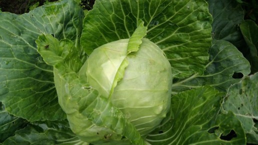 Необычные методы борьбы с гусеницами на капусте