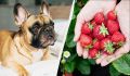Клубника для собак: полезно или опасно?