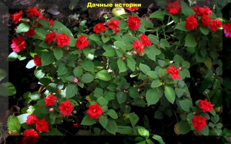 Комнатные растения, которые украсят ваш дачный участок этим летом