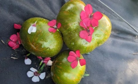 Экзотические томаты: 5 ярких сортов, которые удивят своим вкусом и видом