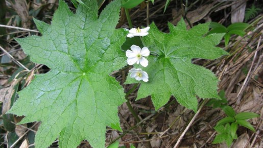 Очарование двулистника Грея: от древних мифов до современных садов