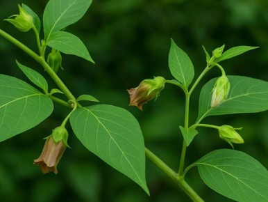 Что нужно знать о белладонне: опасный сосед в саду