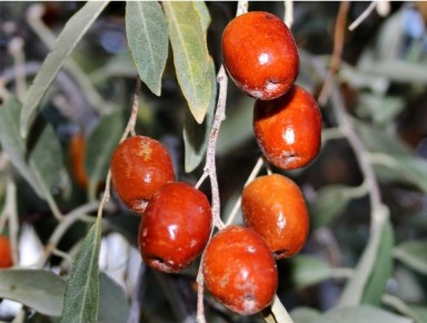 Лох: удивительный мир растений, о которых стоит знать