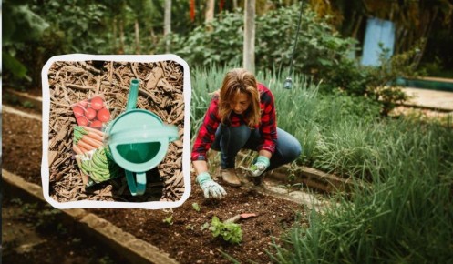 Май 2025: когда и что сажать на огороде по лунному календарю?