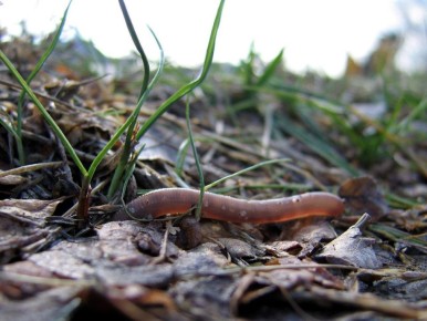 Как создать идеальные условия для дождевых червей в вашем огороде