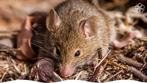 Гуманное решение проблемы с грызунами